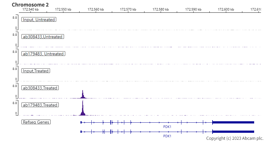 ChIP-sequencing - Anti-HIF-1 alpha antibody [EPR16897-145] (ab308433), expandable thumbnail