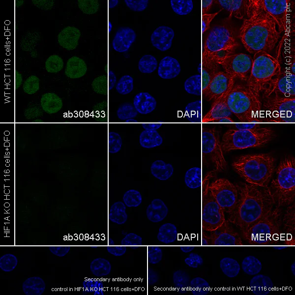 Immunocytochemistry/ Immunofluorescence - Anti-HIF-1 alpha antibody [EPR16897-145] (AB308433)