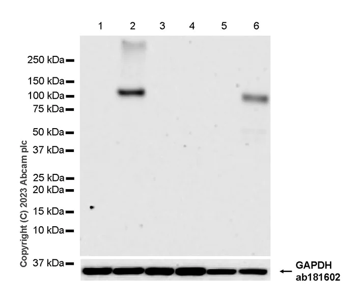 Western blot - Anti-HIF-1 alpha antibody [EPR16897-145] (AB308433)
