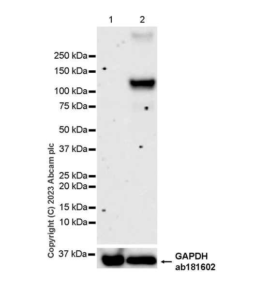 Western blot - Anti-HIF-1 alpha antibody [EPR16897-145] (AB308433)