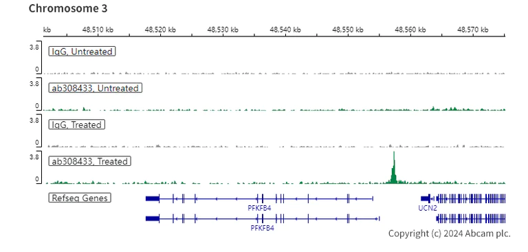 ChIC/CUT&RUN sequencing - Anti-HIF-1 alpha antibody [EPR16897-145] - BSA and Azide free (AB308434)