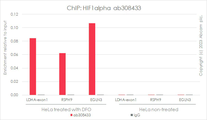 ChIP - Anti-HIF-1 alpha antibody [EPR16897-145] - BSA and Azide free (AB308434)