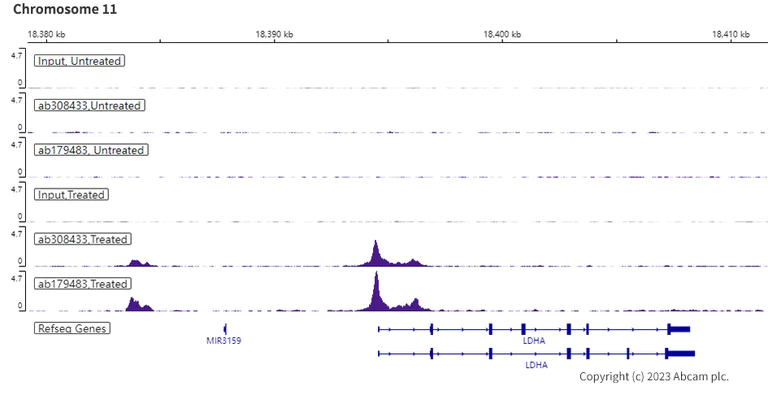 ChIP-sequencing - Anti-HIF-1 alpha antibody [EPR16897-145] - BSA and Azide free (AB308434)