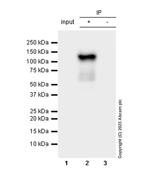Immunoprecipitation - Anti-HIF-1 alpha antibody [EPR16897-145] - BSA and Azide free (AB308434)