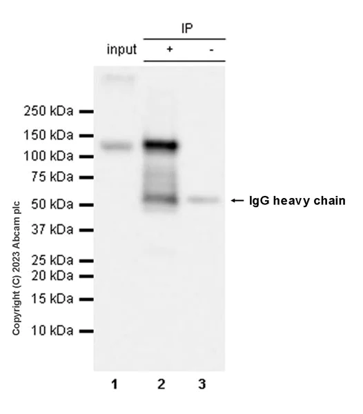 Immunoprecipitation - Anti-HIF-1 alpha antibody [EPR16897-145] - BSA and Azide free (AB308434)
