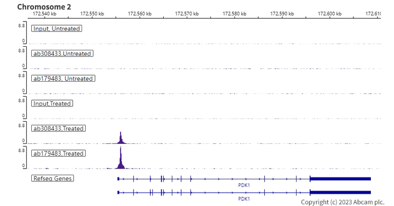 ChIP-sequencing - Anti-HIF-1 alpha antibody [EPR16897] (AB179483)