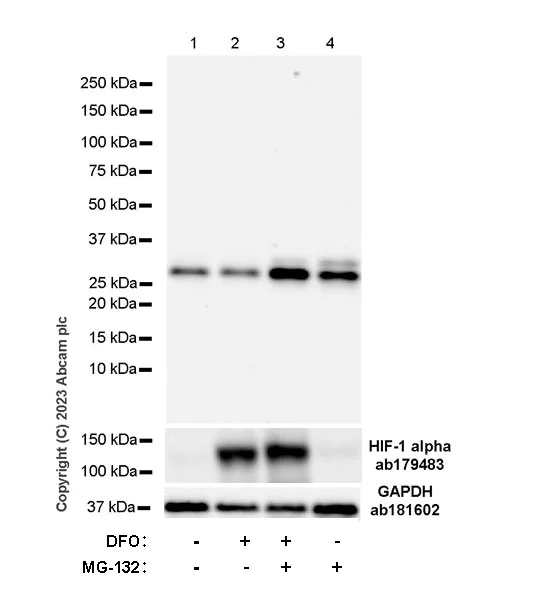 Western blot - Anti-HIF-1 alpha antibody [EPR16897] (AB179483)