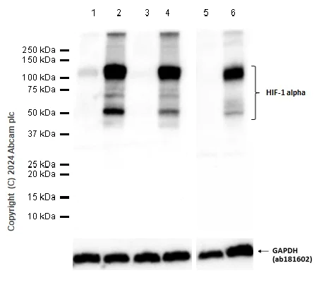 Western blot - Anti-HIF-1 alpha antibody [EPR16897] (AB179483)