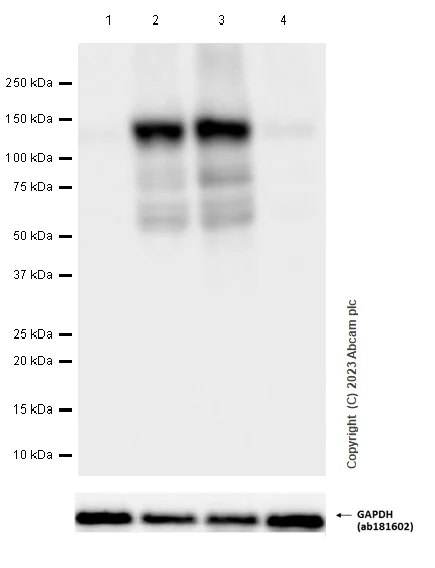 Anti-HIF-1 alpha antibody [EPR16897] KO tested (ab179483) | Abcam