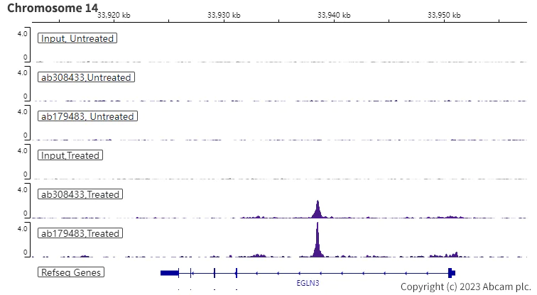 ChIP-sequencing - Anti-HIF-1 alpha antibody [EPR16897] - BSA and Azide free (AB221610)