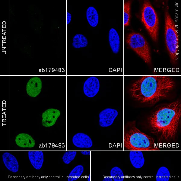Immunocytochemistry/ Immunofluorescence - Anti-HIF-1 alpha antibody [EPR16897] - BSA and Azide free (AB221610)