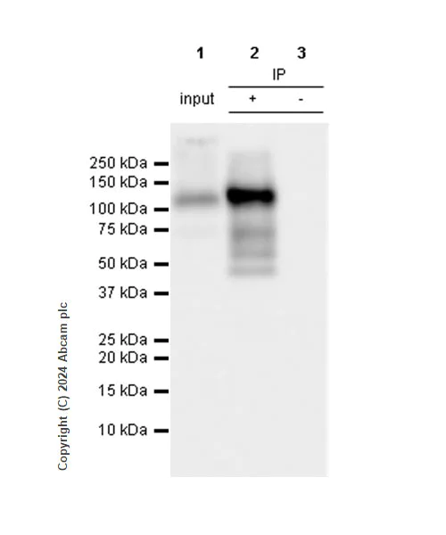 Immunoprecipitation - Anti-HIF-1 alpha antibody [EPR16897] - BSA and Azide free (AB221610)