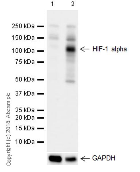 Anti-HIF-1 alpha antibody [EPR16897] - BSA and Azide free