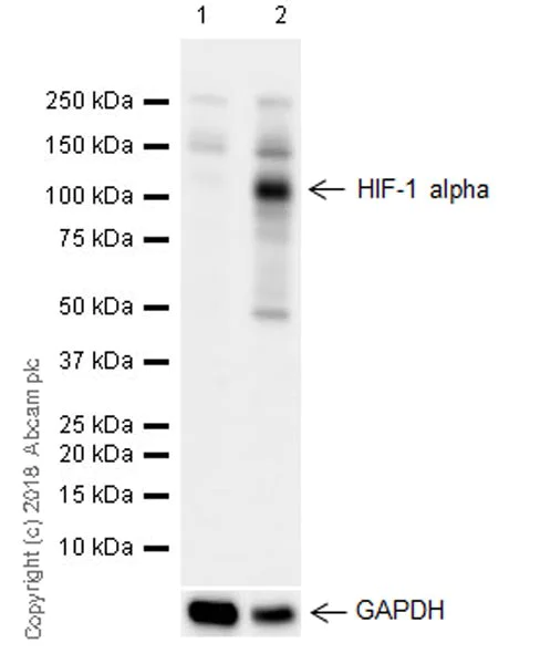Western blot - Anti-HIF-1 alpha antibody [EPR16897] - BSA and Azide free (AB221610)