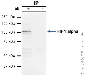 Immunoprecipitation - Anti-HIF-1 alpha antibody [H1alpha67] (AB1)