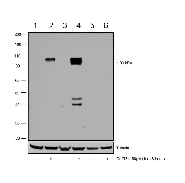 Western blot - Anti-HIF-1 alpha antibody [mgc3] (AB16066), expandable thumbnail