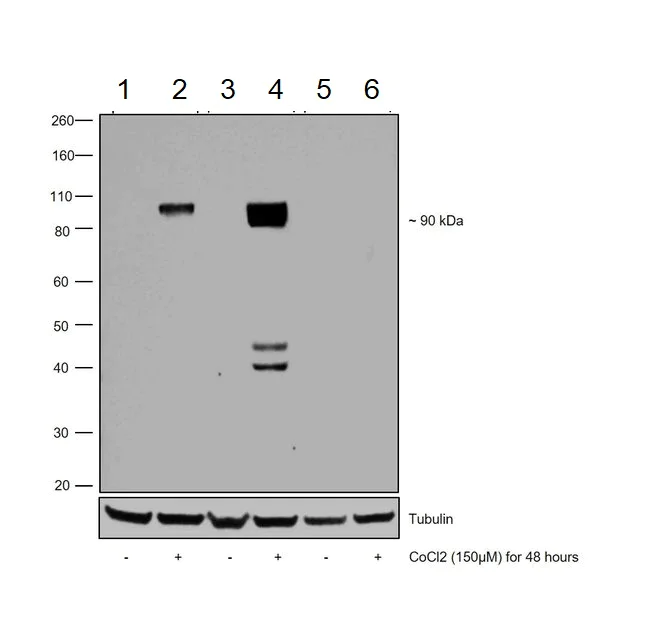 Western blot - Anti-HIF-1 alpha antibody [mgc3] (AB16066)