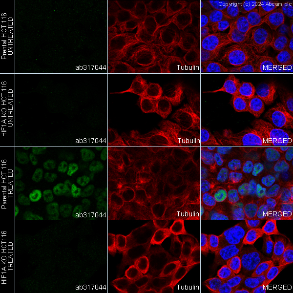 Immunocytochemistry/ Immunofluorescence - Anti-HIF-1 alpha antibody [RM1116] - BSA and Azide free (AB317045), expandable thumbnail