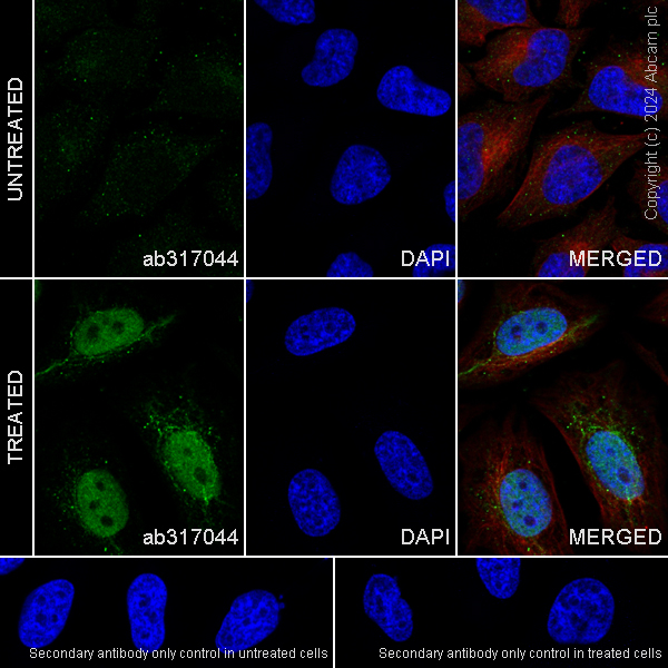 Immunocytochemistry/ Immunofluorescence - Anti-HIF-1 alpha antibody [RM1116] - BSA and Azide free (AB317045), expandable thumbnail