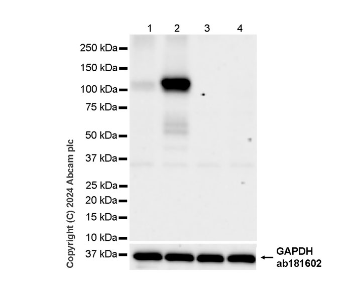 Western blot - Anti-HIF-1 alpha antibody [RM1116] - BSA and Azide free (AB317045), expandable thumbnail