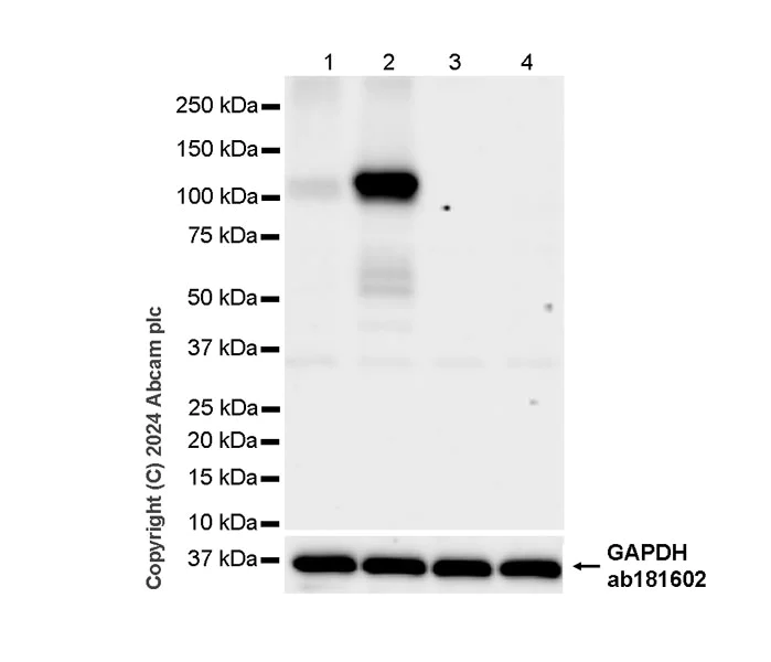 Western blot - Anti-HIF-1 alpha antibody [RM1116] - BSA and Azide free (AB317045)