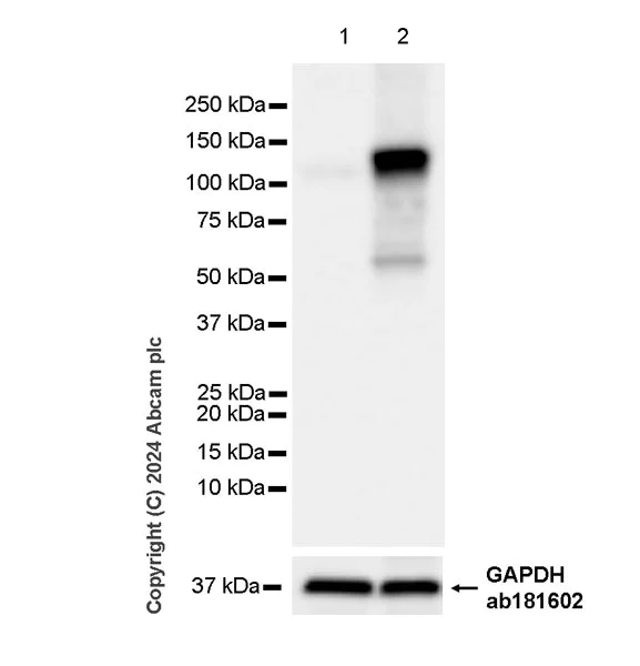 Western blot - Anti-HIF-1 alpha antibody [RM1116] - BSA and Azide free (AB317045)