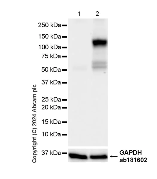Western blot - Anti-HIF-1 alpha antibody [RM1116] - BSA and Azide free (AB317045)