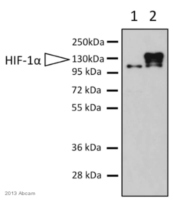 Western blot - HIF-1 alpha (H1alpha67, EP1215Y, ESEE122, EPR16897) Antibody Panel (AB263460)