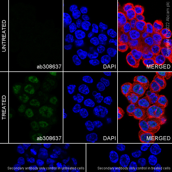 Anti-HIF-1 alpha (hydroxyl P564) antibody [EPR27307-108] KO