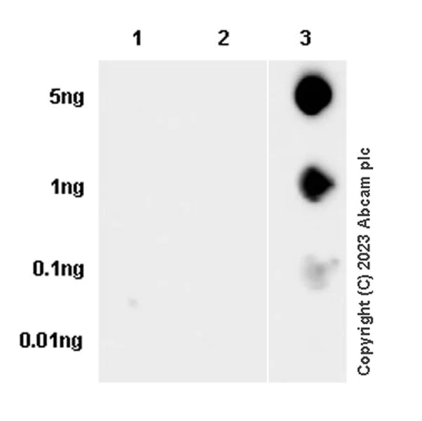 Dot Blot - Anti-HIF-1 alpha (hydroxyl P564) antibody [EPR27307-108] - BSA and Azide free (AB308638)