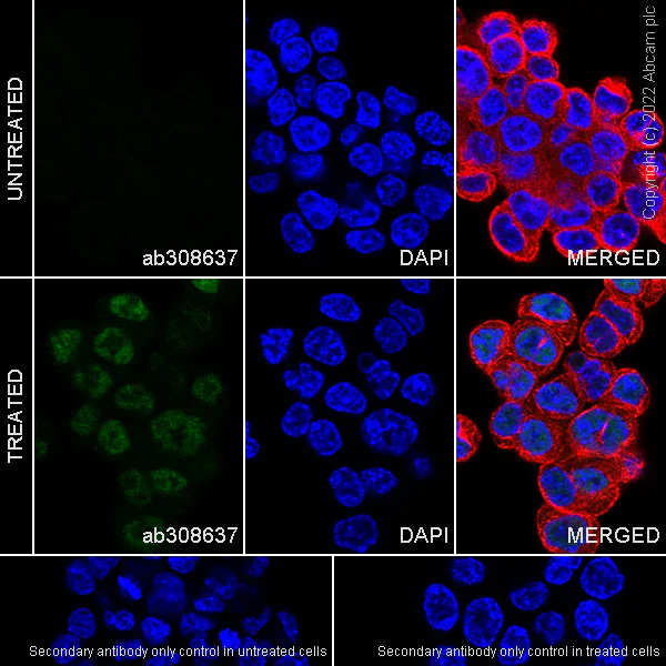 Immunocytochemistry/ Immunofluorescence - Anti-HIF-1 alpha (hydroxyl P564) antibody [EPR27307-108] - BSA and Azide free (AB308638)