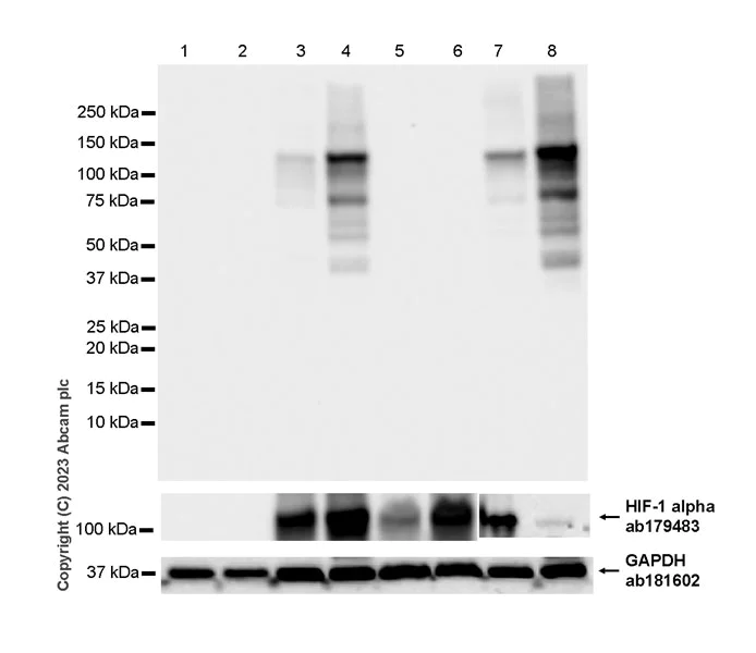 Western blot - Anti-HIF-1 alpha (hydroxyl P564) antibody [EPR27307-108] - BSA and Azide free (AB308638)