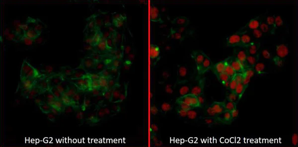 Immunocytochemistry/ Immunofluorescence - Anti-HIF-2-alpha antibody [BL-95-1A2] - BSA free (AB272041)