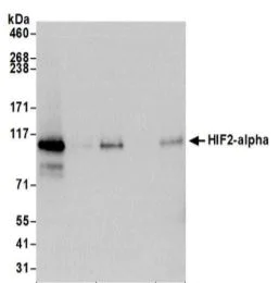 Western blot - Anti-HIF-2-alpha antibody [BL-95-1A2] - BSA free (AB272041)