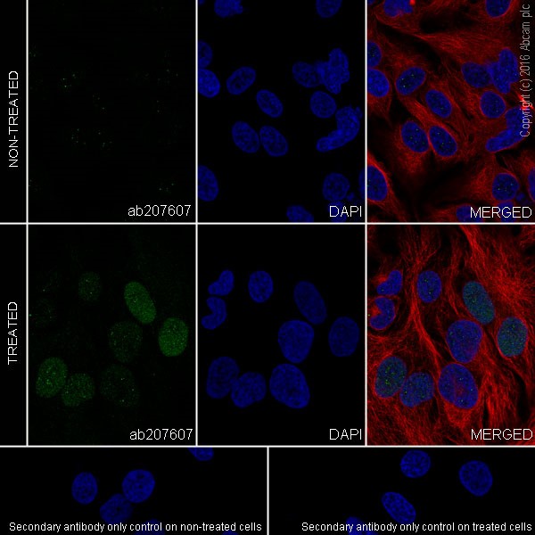 Immunocytochemistry/ Immunofluorescence - Anti-HIF-2-alpha antibody [EPR19656] - BSA and Azide free (AB222396), expandable thumbnail