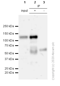 Immunoprecipitation - Anti-HIF-2-alpha antibody [EPR19656] - BSA and Azide free (AB222396)