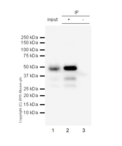 Immunoprecipitation - Anti-HIF Prolyl Hydroxylases antibody [EPR3664(2)-25] - BSA and Azide free (AB256316), expandable thumbnail