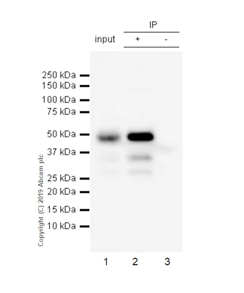 Immunoprecipitation - Anti-HIF Prolyl Hydroxylases antibody [EPR3664(2)-25] - BSA and Azide free (AB256316)