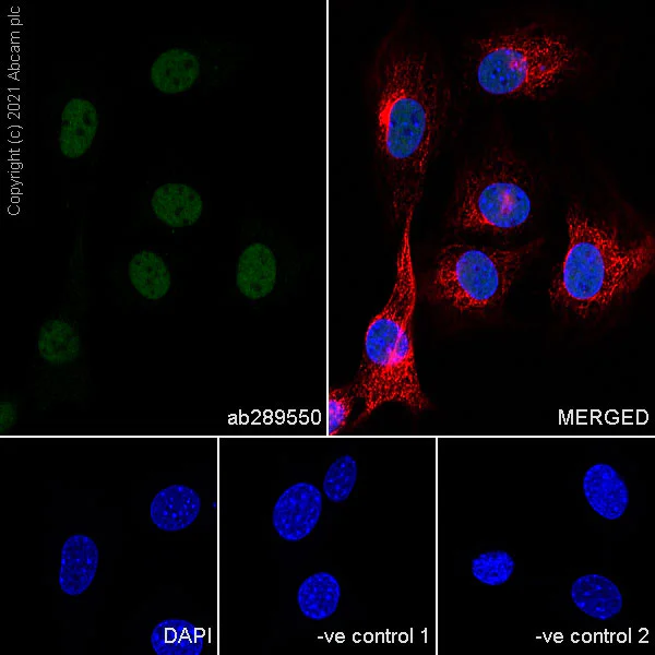 Immunocytochemistry/ Immunofluorescence - Anti-HIF1 beta antibody [29/HIF-1b] (AB289550)