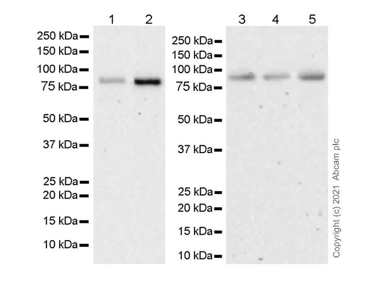 Western blot - Anti-HIF1 beta antibody [29/HIF-1b] (AB289550)