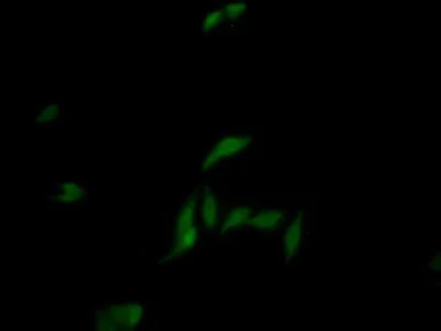 Immunocytochemistry/ Immunofluorescence - Anti-HIF1 beta antibody (AB232964)