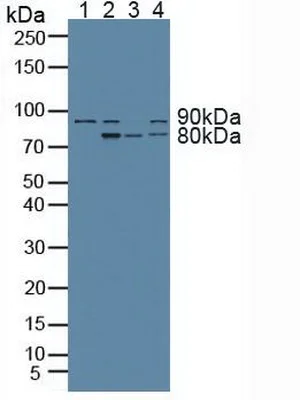 Western blot - Anti-HIF1 beta antibody (AB232964)