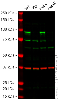 Western blot - Anti-HIF1 beta antibody [EPR17516] (AB184711), expandable thumbnail