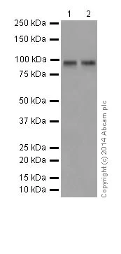 Western blot - Anti-HIF1 beta antibody [EPR17516] (AB184711)