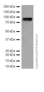 Western blot - Anti-HIF1 beta antibody [EPR17516] (AB184711)