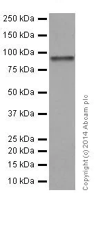 Western blot - Anti-HIF1 beta antibody [EPR17516] (AB184711)