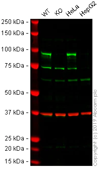 Western blot - Anti-HIF1 beta antibody [EPR17516] - BSA and Azide free (AB250776)