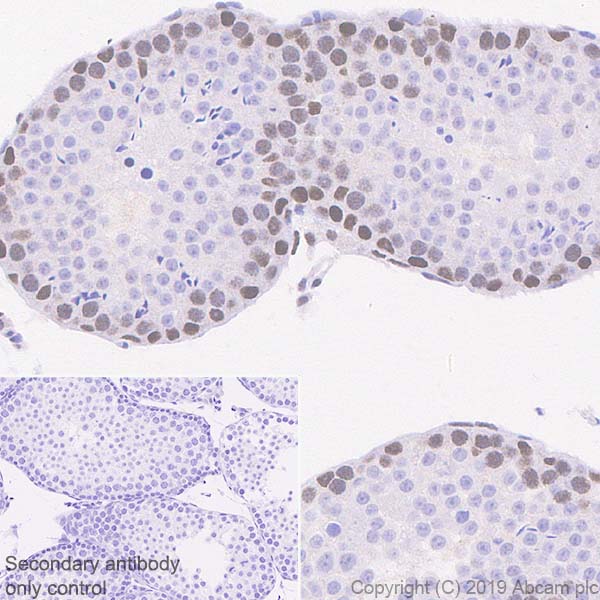 Immunohistochemistry (Formalin/PFA-fixed paraffin-embedded sections) - Anti-HIF1 beta antibody [EPR23106-151] (AB270520), expandable thumbnail