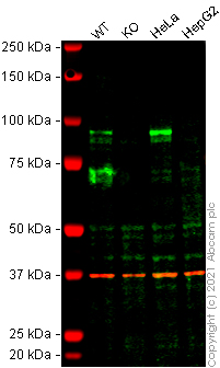 Western blot - Anti-HIF1 beta antibody [EPR23106-151] (AB270520), expandable thumbnail