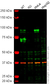 Western blot - Anti-HIF1 beta antibody [EPR23106-151] (AB270520)